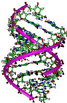Computer Model of the DNA Helix, www.berkeley.edu